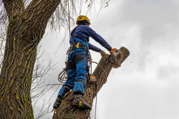 Best Tree Mulching  in Marion, MT