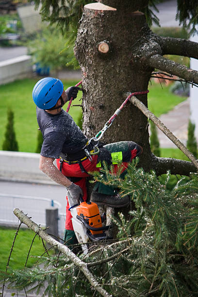 Best Tree Risk Assessment  in Marion, MT